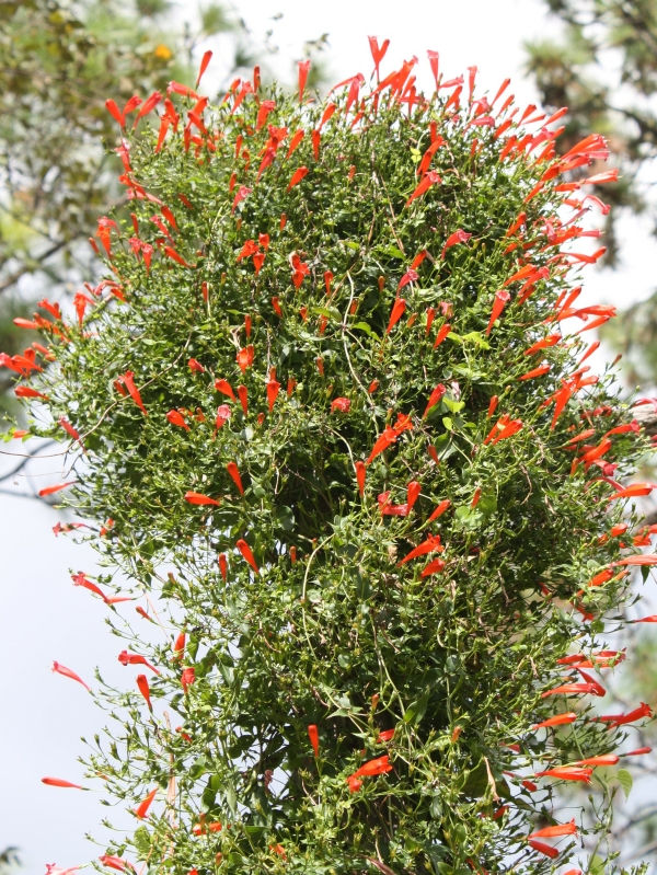 John Elsley Firecracker Vine - 4'H or Larger Perennials - Almost Eden